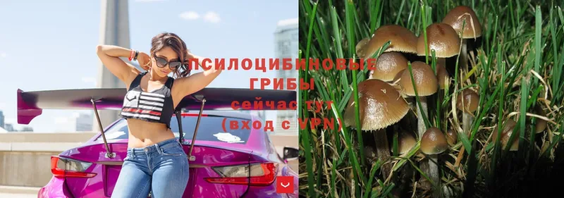 mega   Лыткарино  Псилоцибиновые грибы Psilocybe 